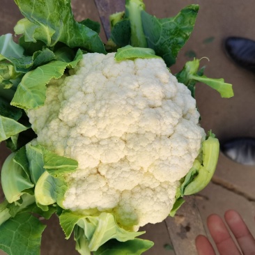 白花花菜产地直供，需要客户联系