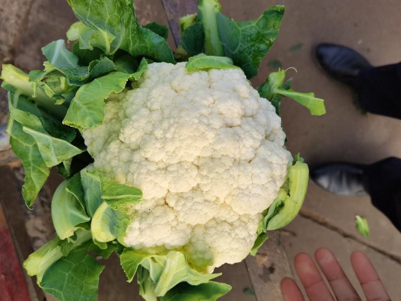 白花花菜产地直供，需要客户联系