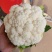 白花花菜产地直供，需要客户联系