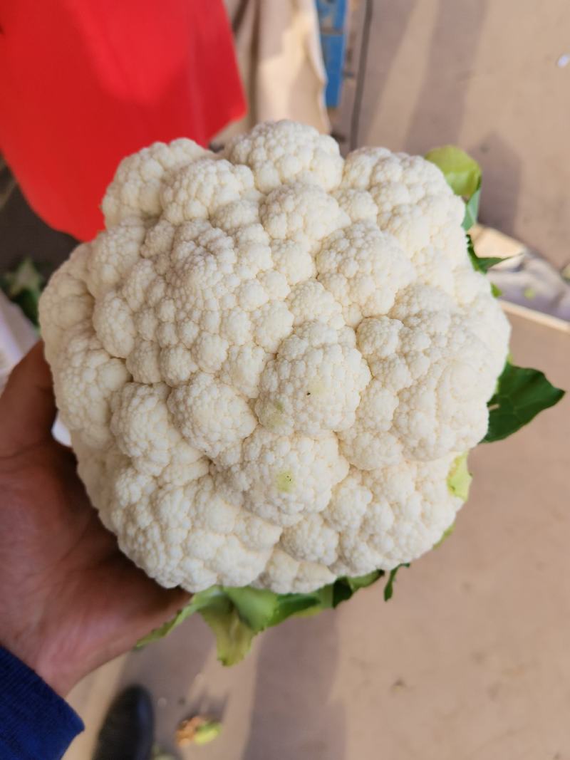 白花花菜产地直供，需要客户联系