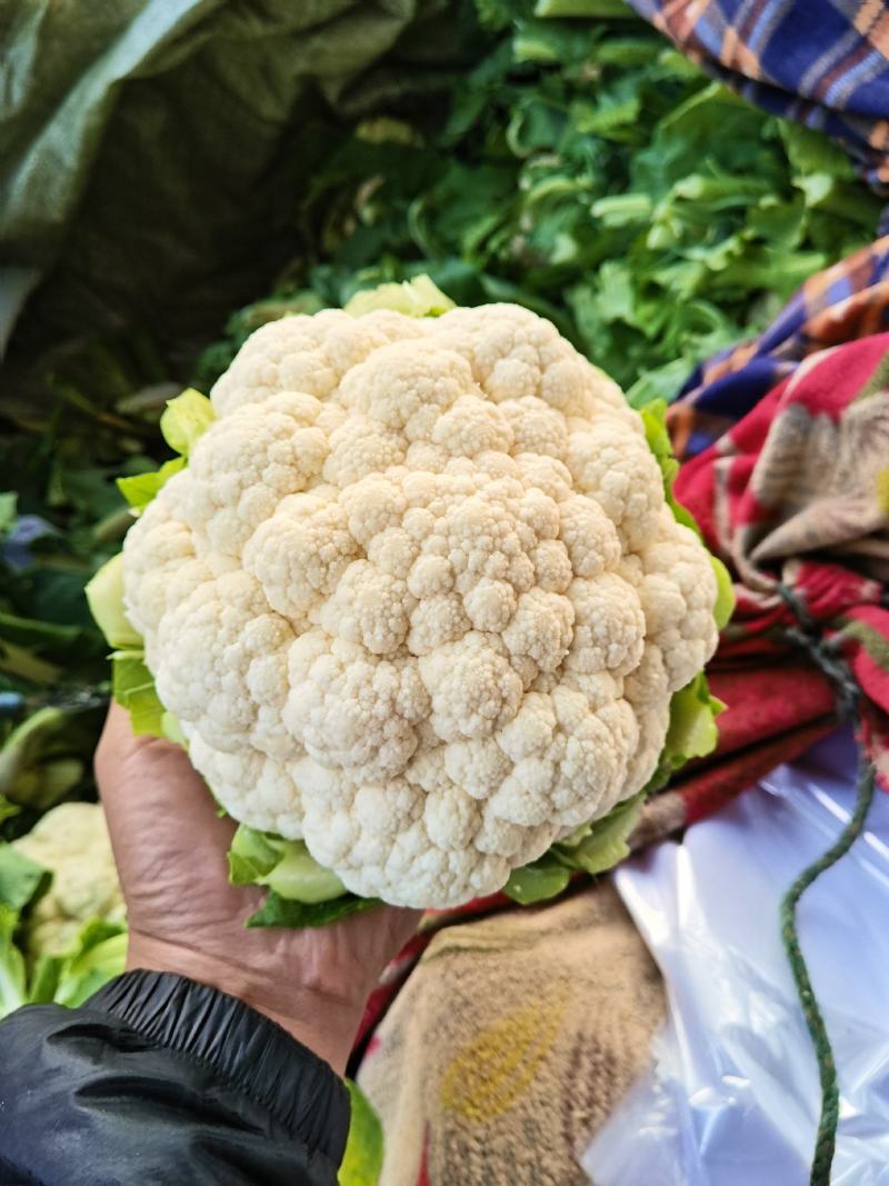 白花花菜产地直供，需要客户联系