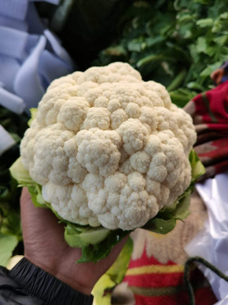 白花花菜产地直供，需要客户联系