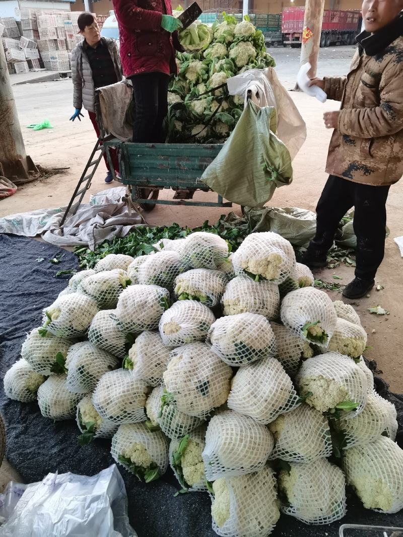 白花花菜产地直供，需要客户联系