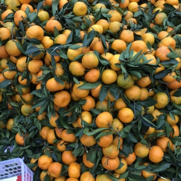早熟蜜桔果色金黄口感不错