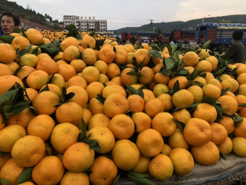 早熟蜜桔果色金黄口感不错