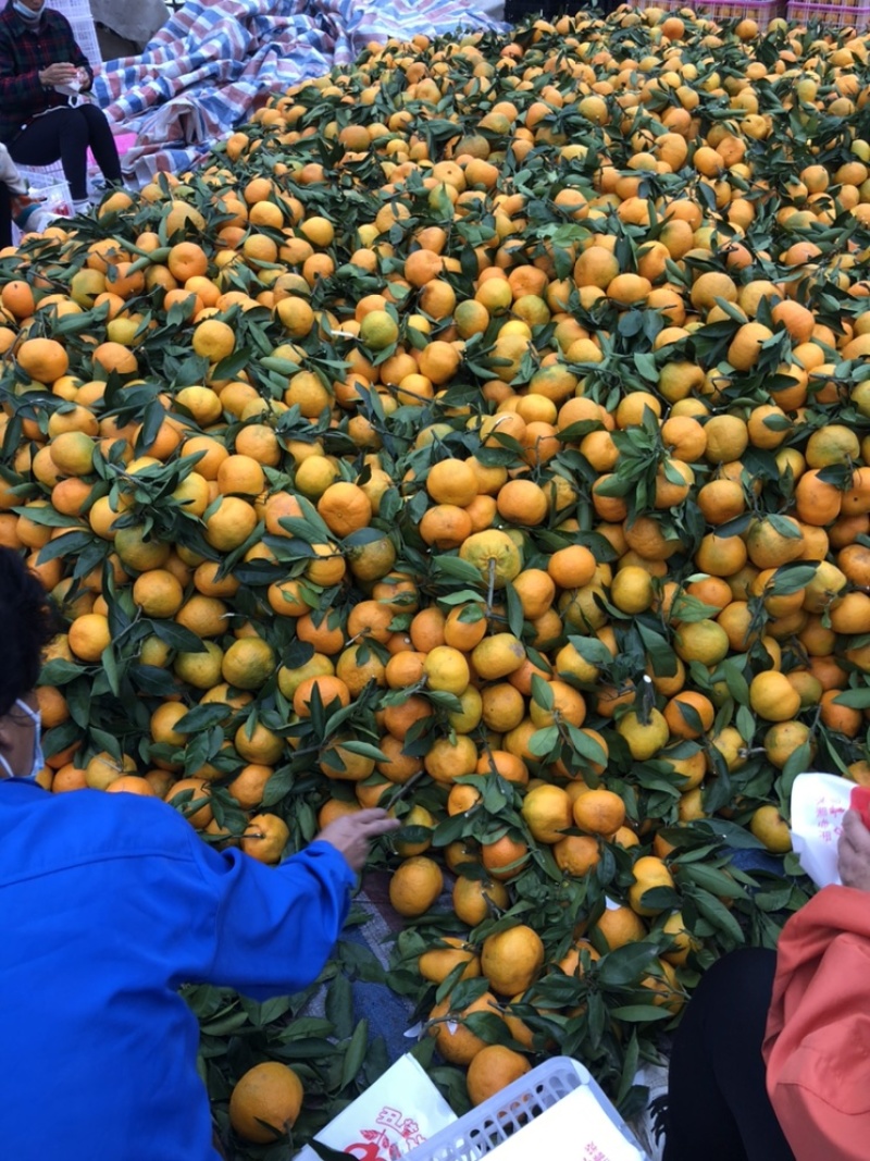 早熟蜜桔果色金黄口感不错