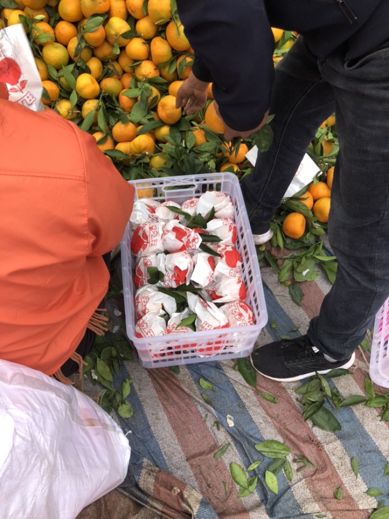 丹江口丑橘80起步颜色金黄