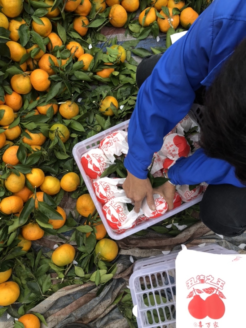 丹江口丑橘80起步颜色金黄