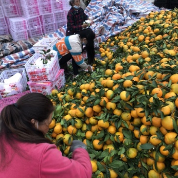 丹江口丑橘80起步颜色金黄