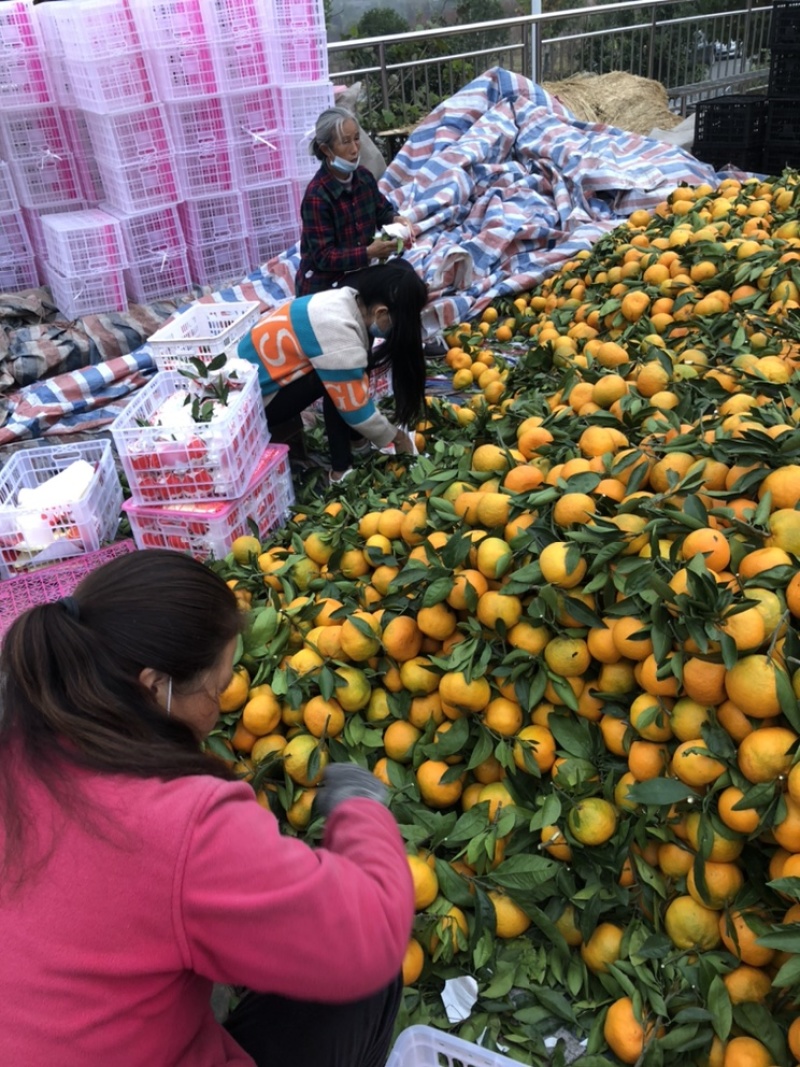 丹江口丑橘80起步颜色金黄