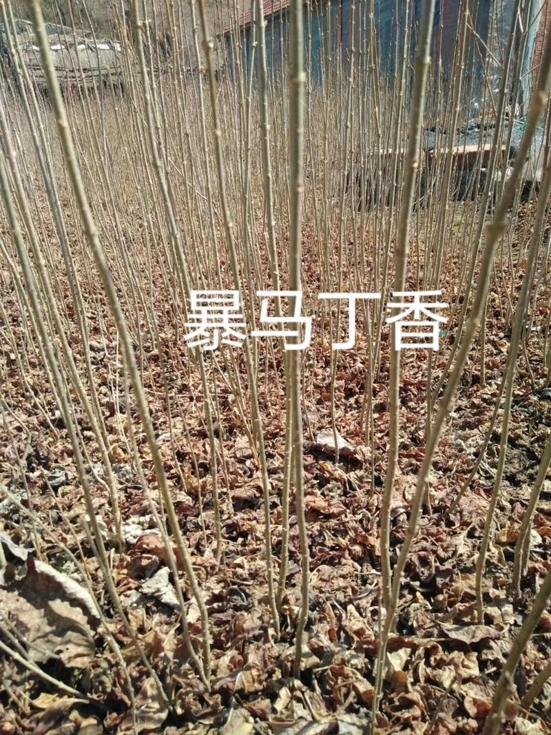 木绣球，大花水亚木，扦插小苗，东北产地海量直发