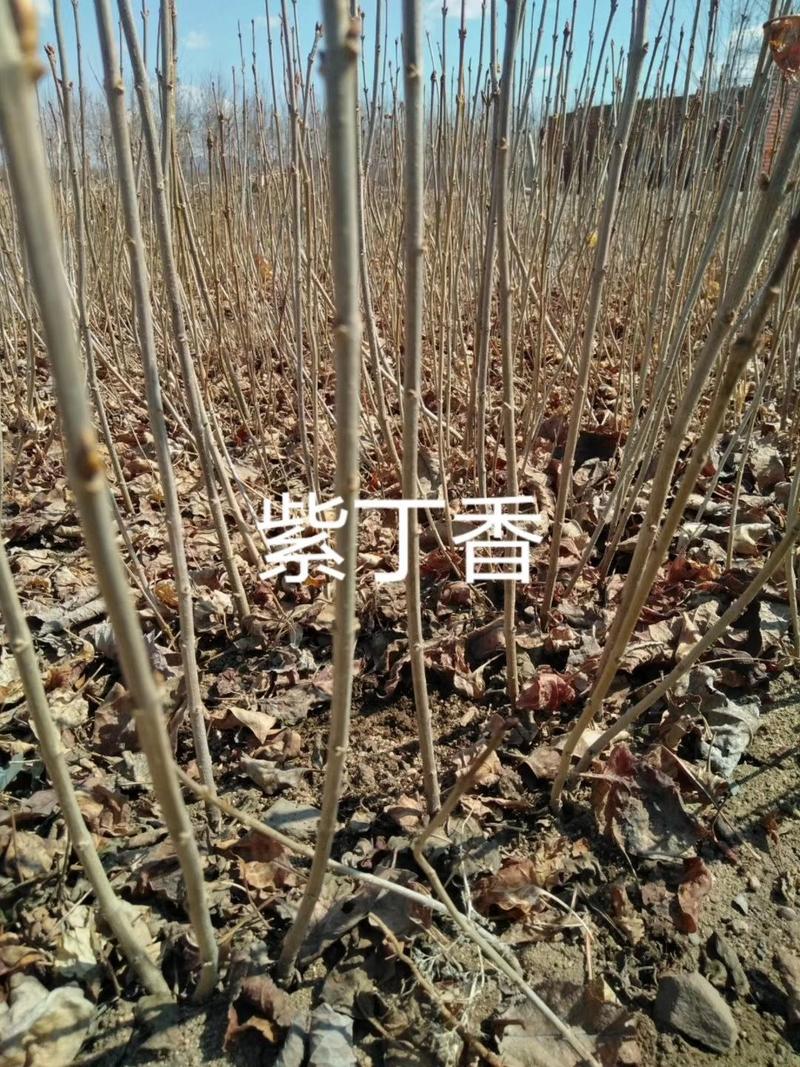 木绣球，大花水亚木，扦插小苗，东北产地海量直发