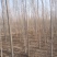 3公分白蜡大量供应，地头装车上货快，万亩白蜡基地