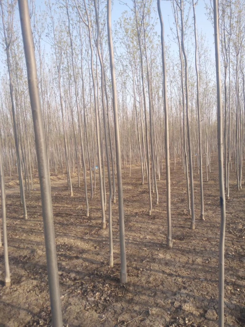 3公分白蜡大量供应，地头装车上货快，万亩白蜡基地