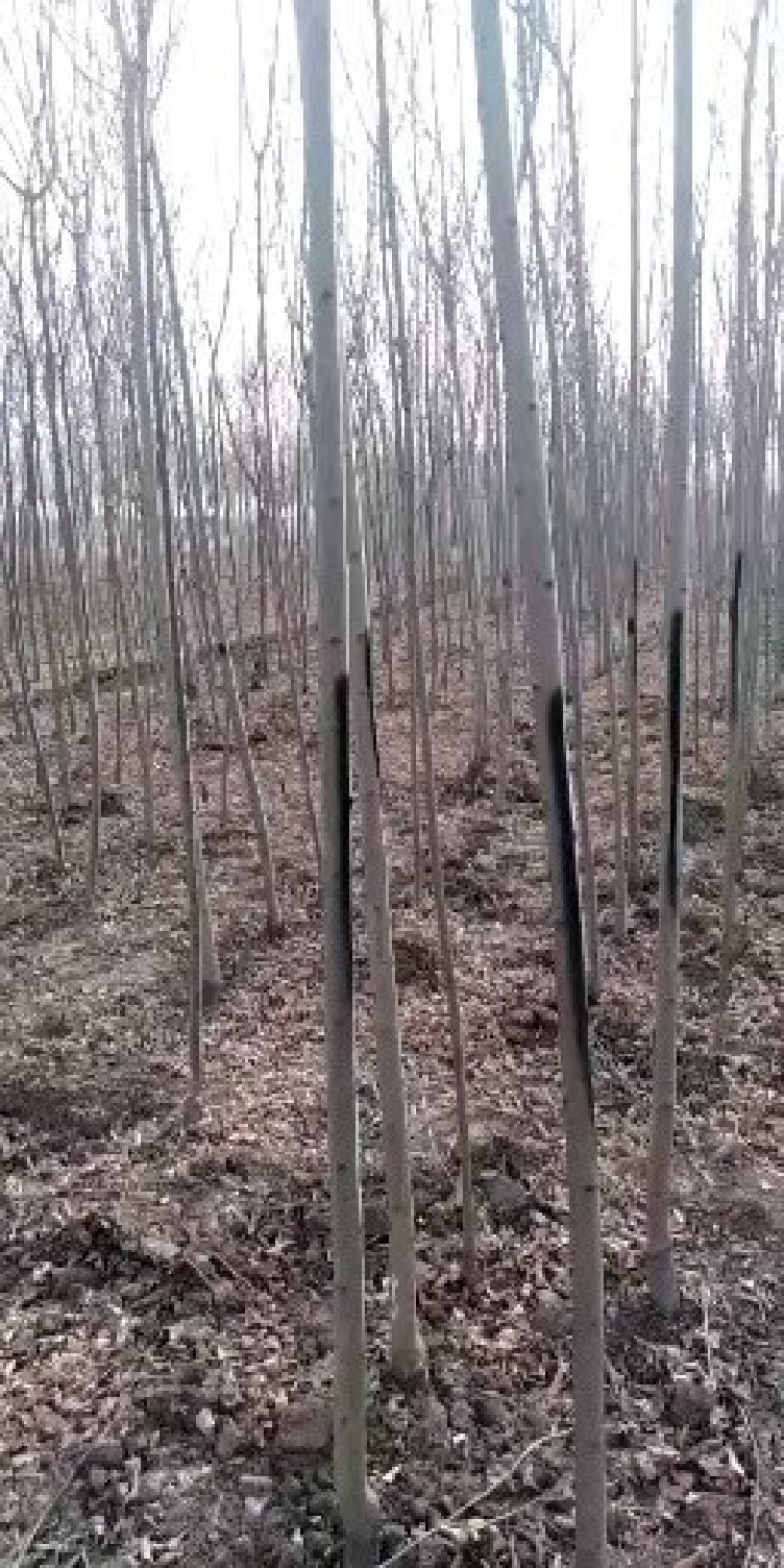 3公分白蜡大量供应，地头装车上货快，万亩白蜡基地