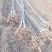 3公分白蜡大量供应，地头装车上货快，万亩白蜡基地