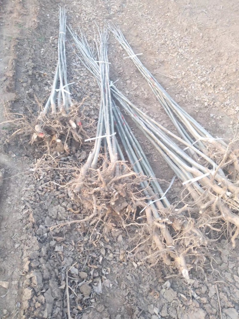 3公分白蜡大量供应，地头装车上货快，万亩白蜡基地