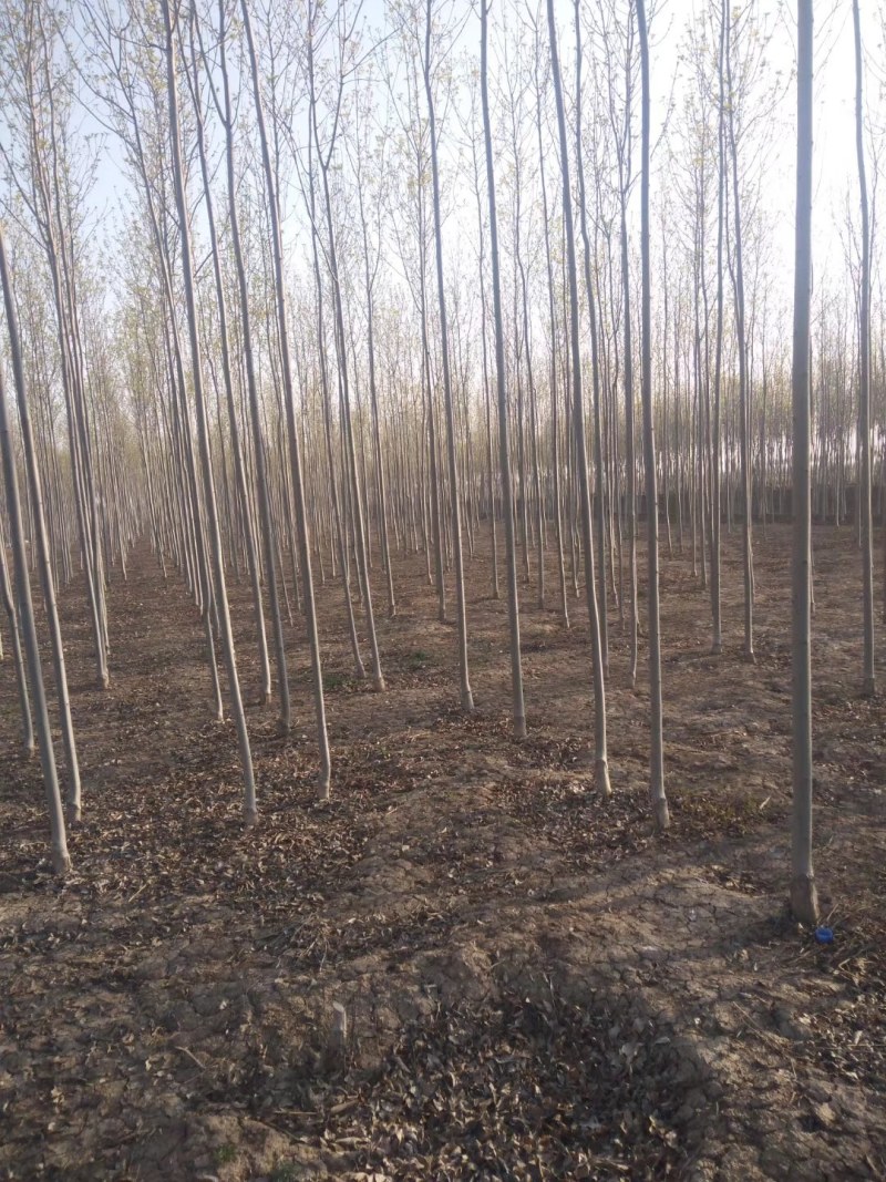 3公分白蜡大量供应，地头装车上货快，万亩白蜡基地
