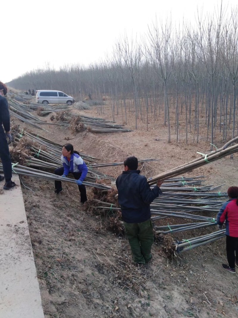 3公分白蜡大量供应，地头装车上货快，万亩白蜡基地