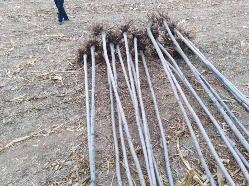 3公分白蜡大量供应，地头装车上货快，万亩白蜡基地