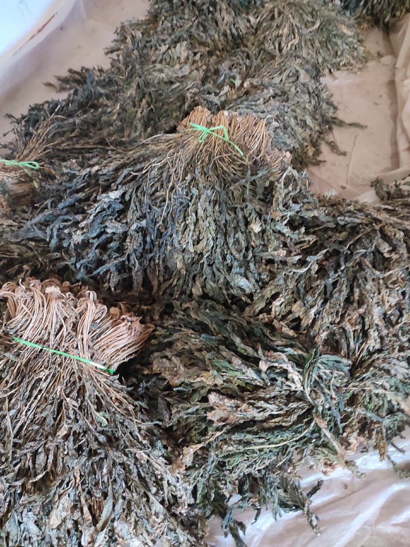萝卜叶，风干萝卜叶，出口级萝卜叶，碎梅干菜替代品