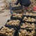 【推荐】姜母山东主产基地主要种植姜为主。代收入库价格实惠