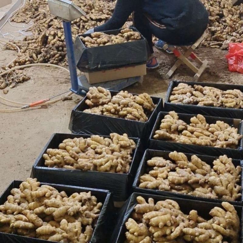 【推荐】姜母山东主产基地主要种植姜为主。代收入库价格实惠