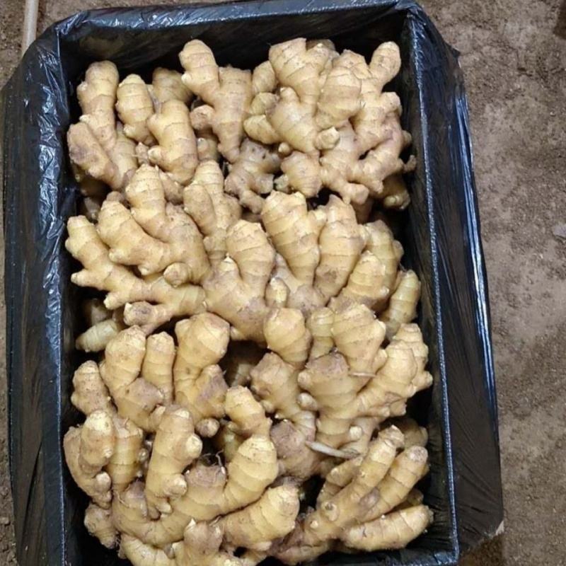 【推荐】姜母山东主产基地主要种植姜为主。代收入库价格实惠