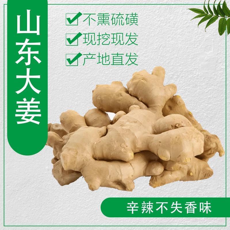 【推荐】姜母山东主产基地主要种植姜为主。代收入库价格实惠