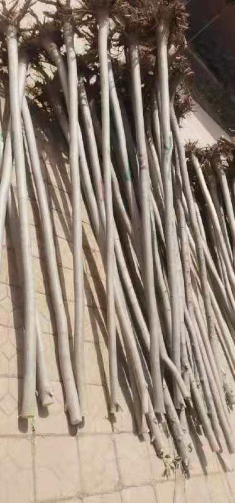 12公分白蜡大量供应，万亩白蜡基地，上货快，欢迎实地考察