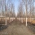 12公分白蜡大量供应，万亩白蜡基地，上货快，欢迎实地考察