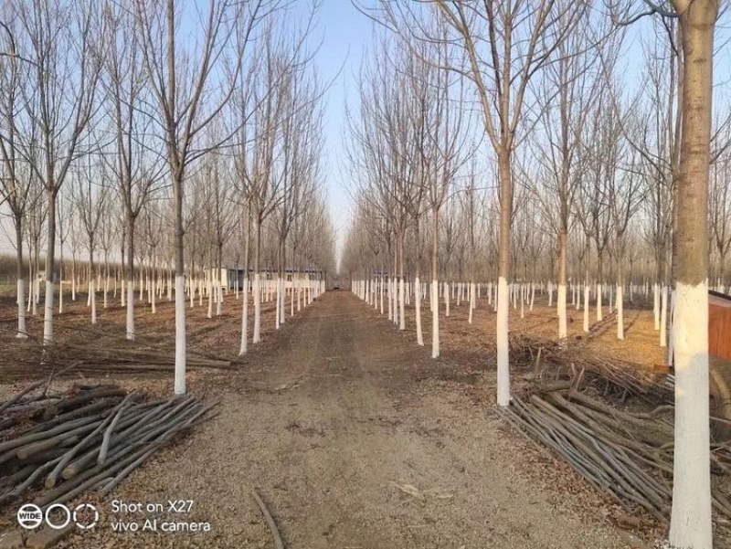 12公分白蜡大量供应，万亩白蜡基地，上货快，欢迎实地考察