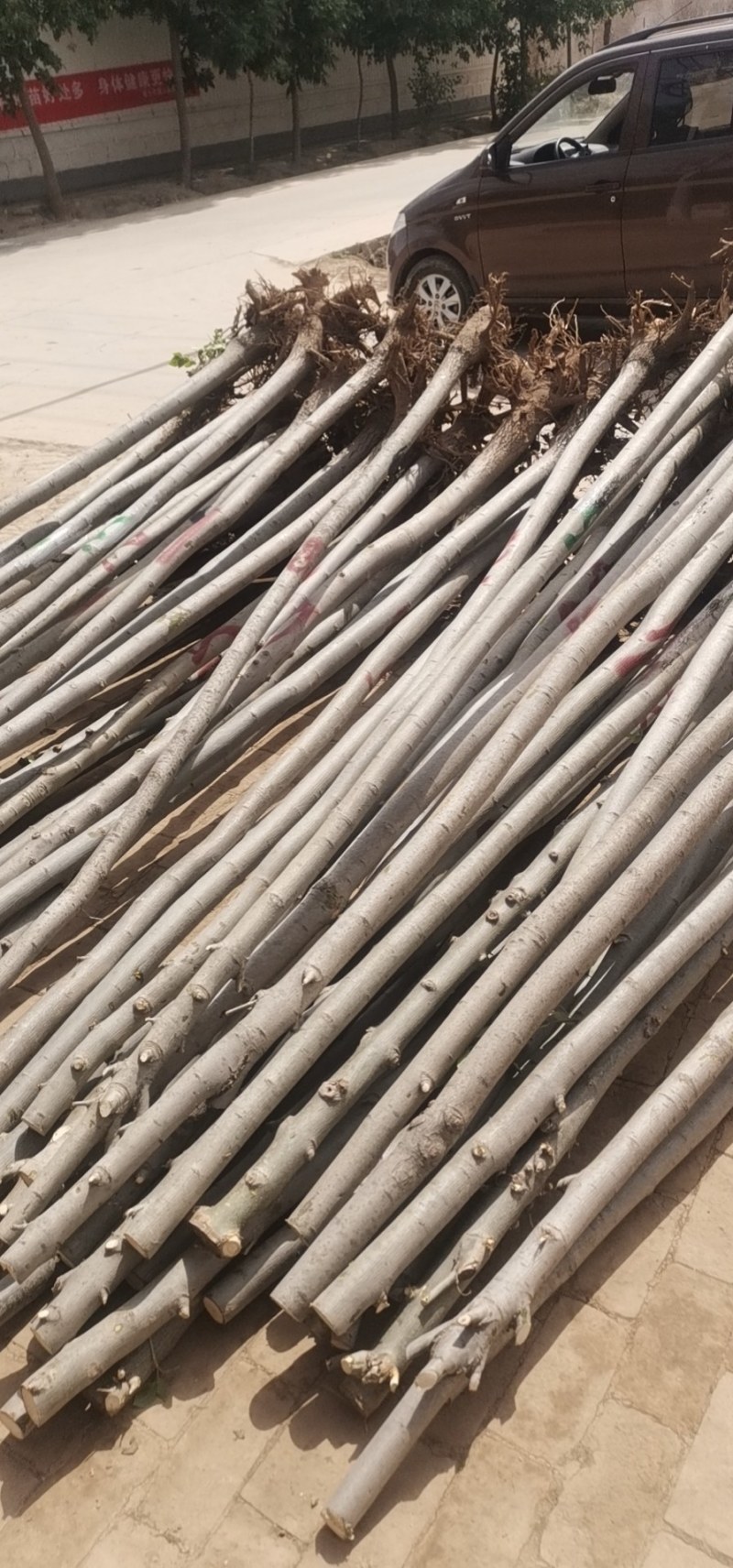 12公分白蜡大量供应，万亩白蜡基地，上货快，欢迎实地考察