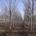 12公分白蜡大量供应，万亩白蜡基地，上货快，欢迎实地考察