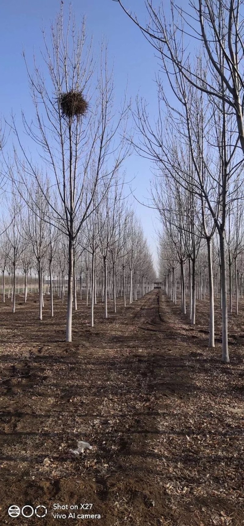 12公分白蜡大量供应，万亩白蜡基地，上货快，欢迎实地考察