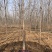 12公分白蜡大量供应，万亩白蜡基地，上货快，欢迎实地考察