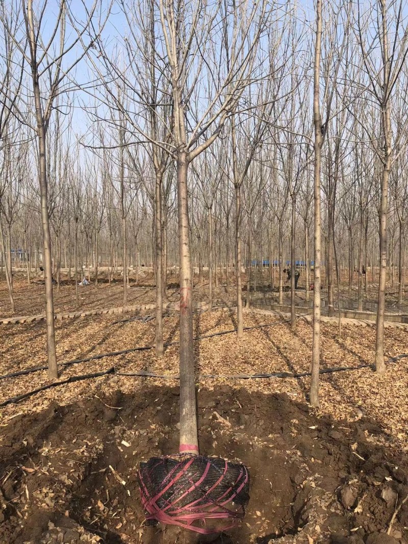 12公分白蜡大量供应，万亩白蜡基地，上货快，欢迎实地考察