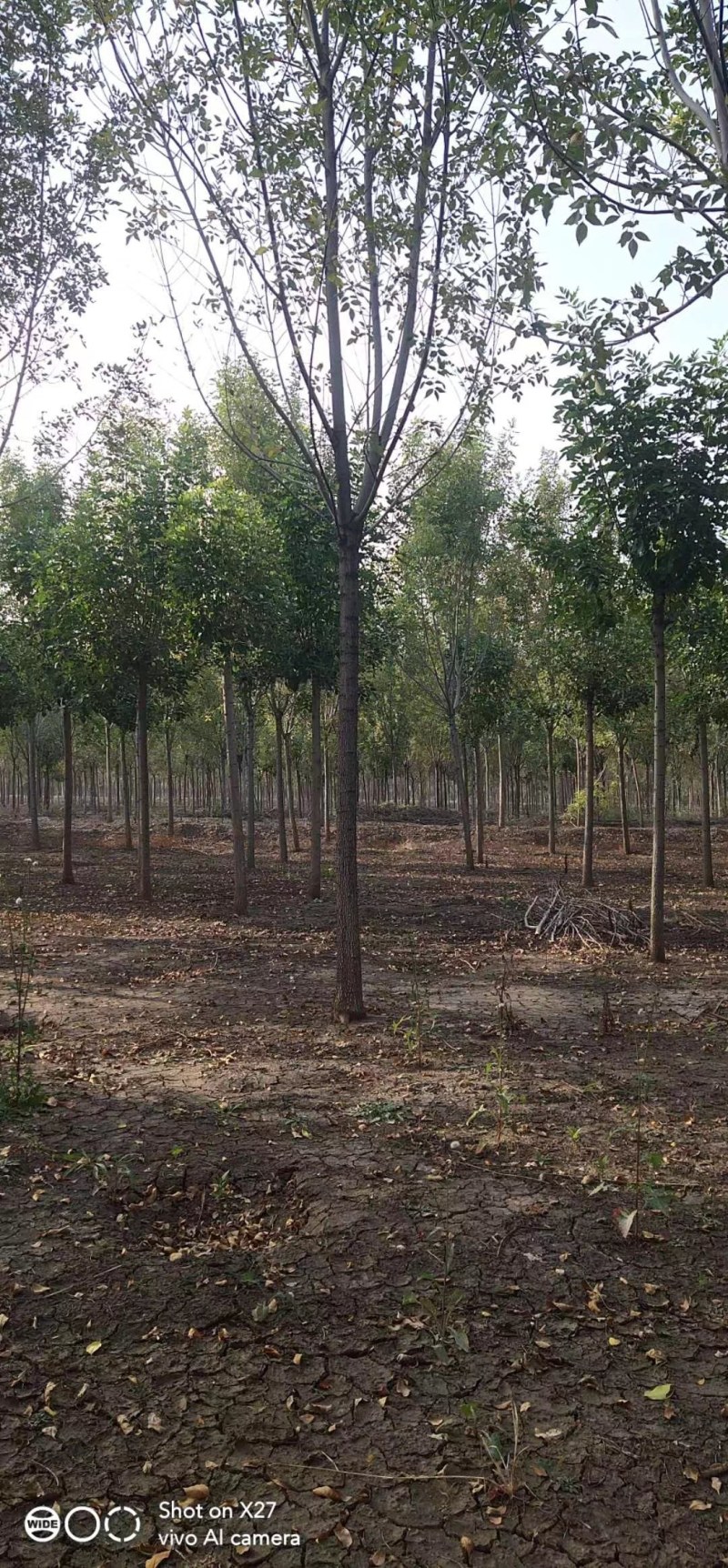 12公分白蜡大量供应，万亩白蜡基地，上货快，欢迎实地考察