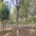 12公分白蜡大量供应，万亩白蜡基地，上货快，欢迎实地考察