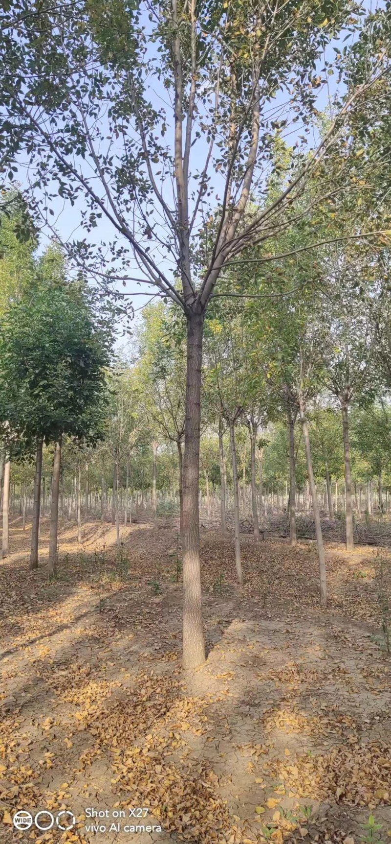 12公分白蜡大量供应，万亩白蜡基地，上货快，欢迎实地考察