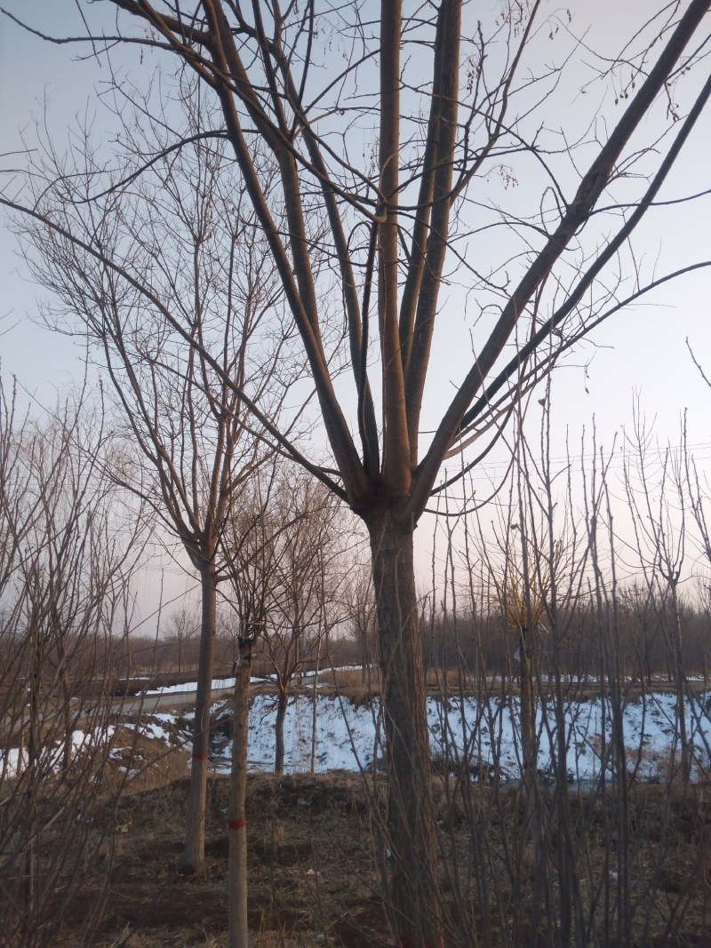 12公分白蜡大量供应，万亩白蜡基地，上货快，欢迎实地考察