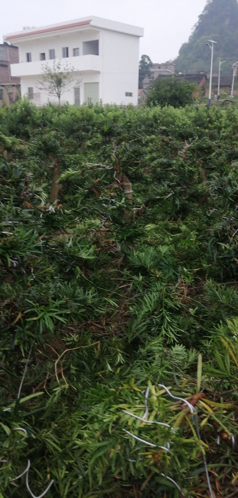 园艺精品直干飘枝罗汉松