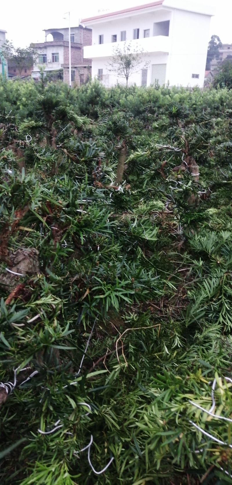 园艺精品直干飘枝罗汉松