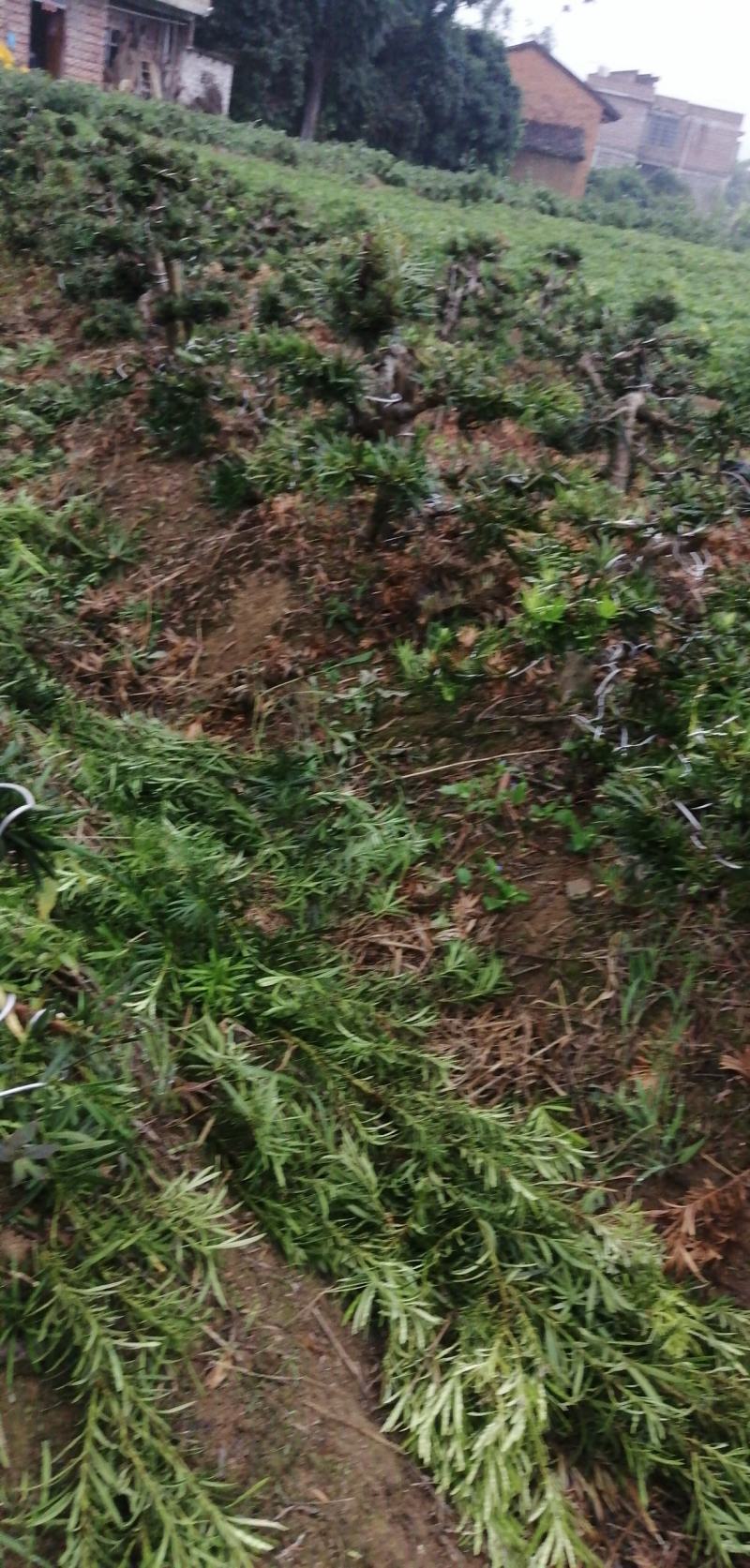 园艺精品直干飘枝罗汉松