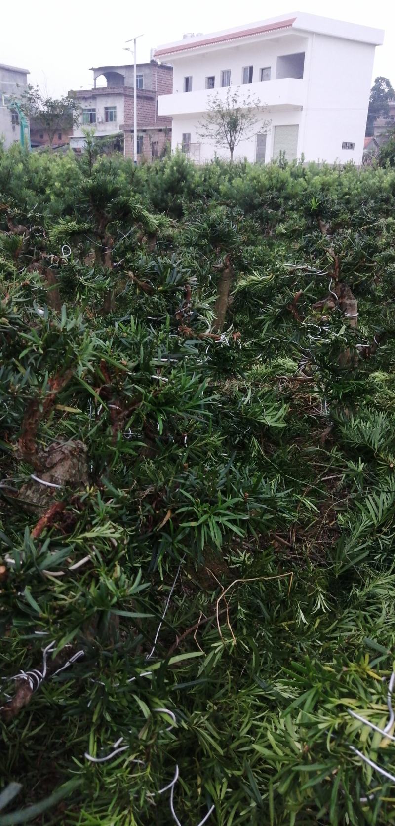 园艺精品直干飘枝罗汉松