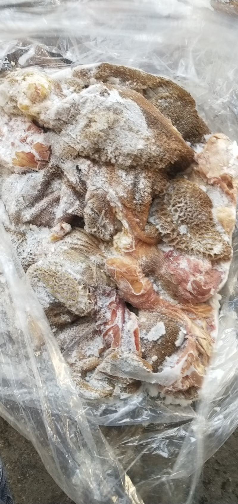 羊肚