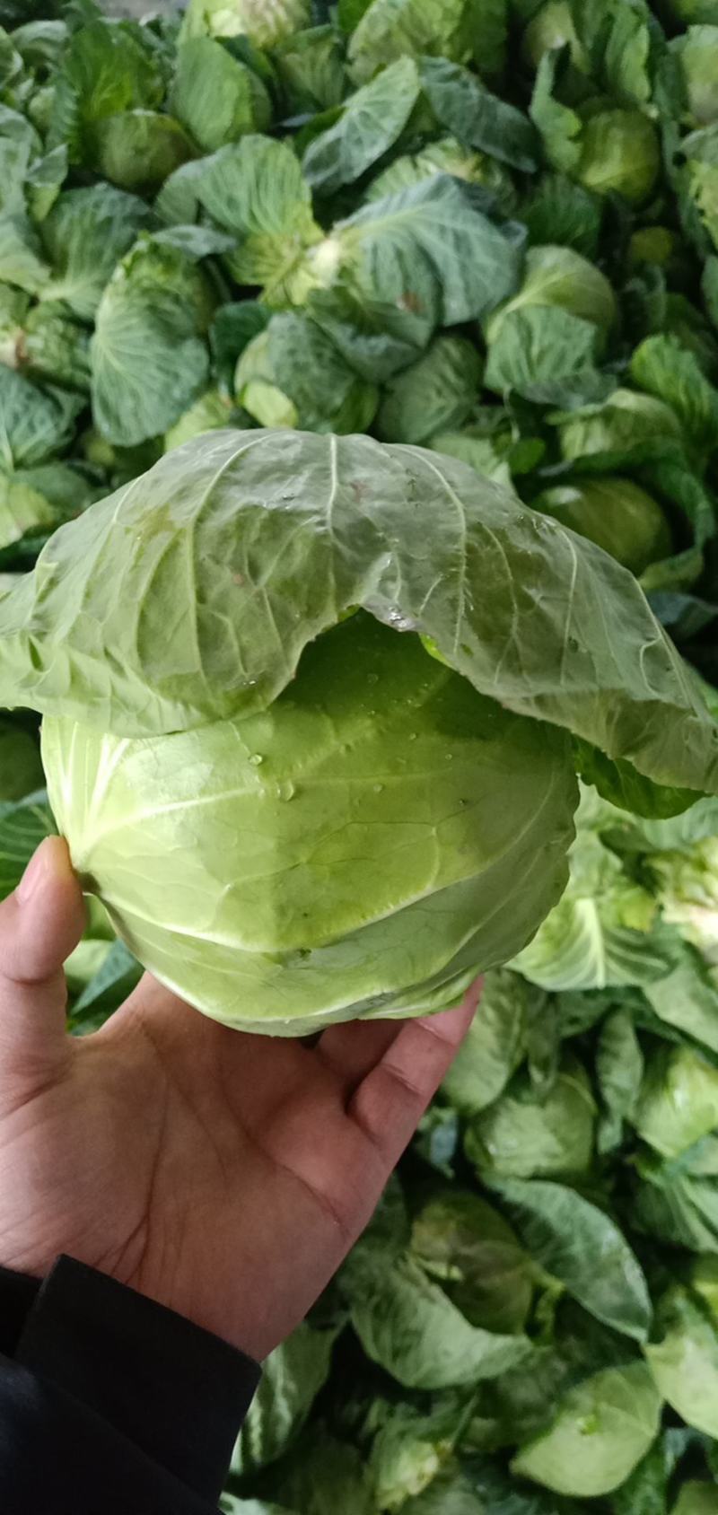 甘蓝，圆包菜，包菜，花白，绿甘蓝，三原圆包菜量大从优