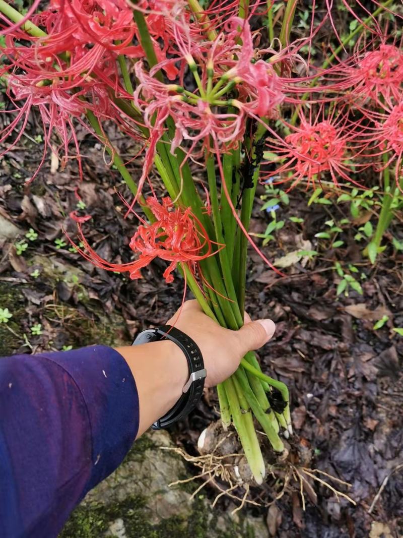 石蒜，大量供应。产地直销，绿化工程必备品，现起现挖