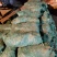 石蒜，大量供应。产地直销，绿化工程必备品，现起现挖