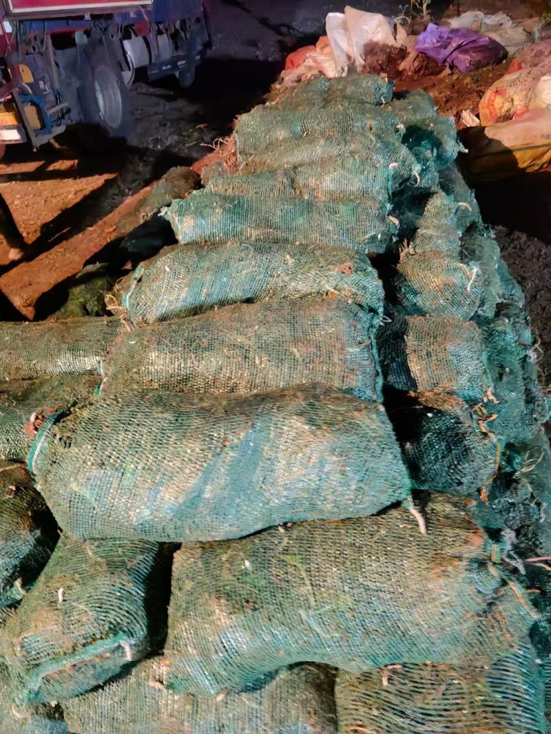 石蒜，大量供应。产地直销，绿化工程必备品，现起现挖